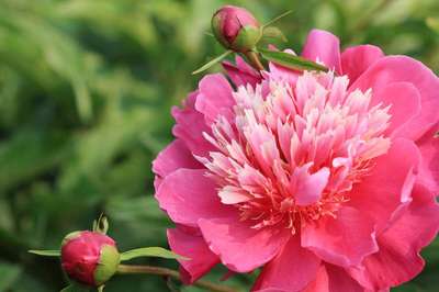 芍藥種植,菏澤眾信苗木種子 種子、種苗 找產(chǎn)品 保定電子商務(wù)門戶網(wǎng)站 保定114網(wǎng) 電子商務(wù) 保定企業(yè)門戶網(wǎng)站 保定網(wǎng)站建設(shè) 企業(yè)用網(wǎng)政府指定單位 幫助所有企業(yè)做成網(wǎng)上的B2B生意